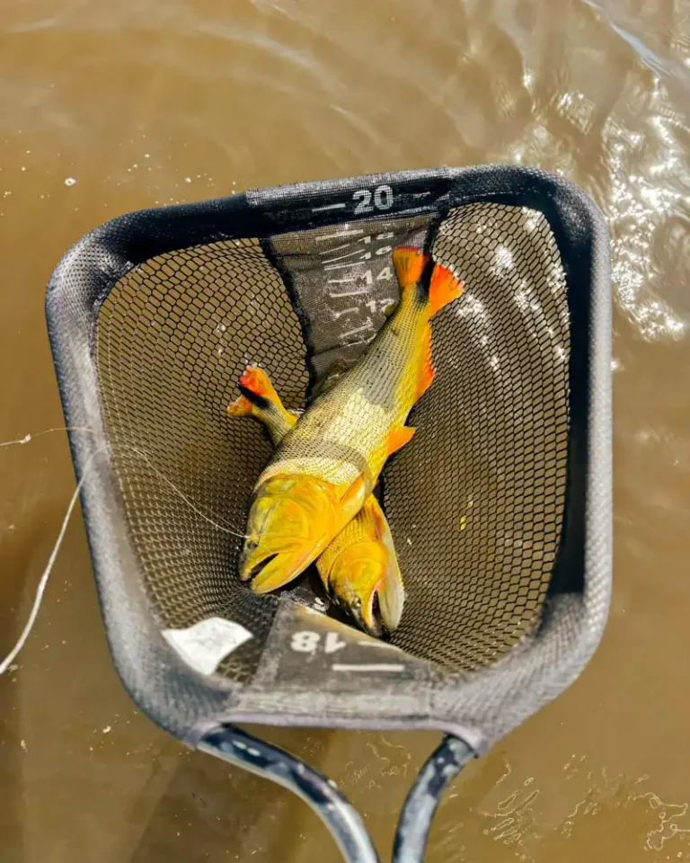golden-dorado-river-cruiser-2