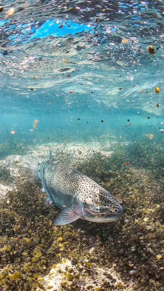 laguna-verde-2