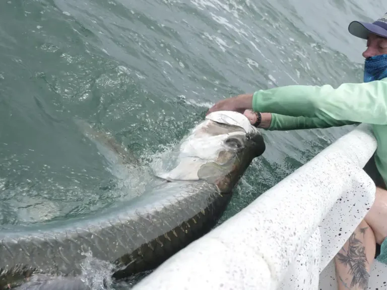 tarpon-ville-1